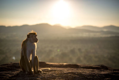 Monkey sitting on mountain against sky