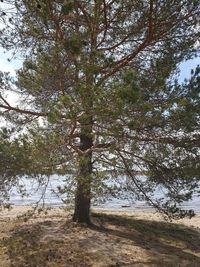 Trees growing on field against sky