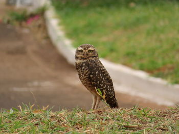 Bird perching on a field