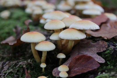 Close-up of fly agaric mushroom