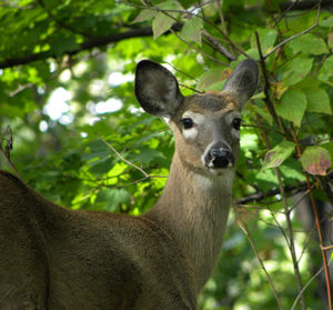 Close-up of a curious whitetail doe deer