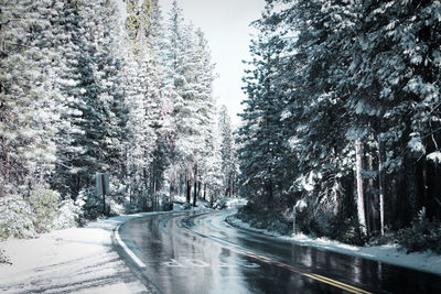 Road amidst trees against sky during winter