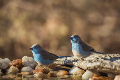 Close-up of birds perching on rock