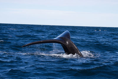 View of swimming in sea