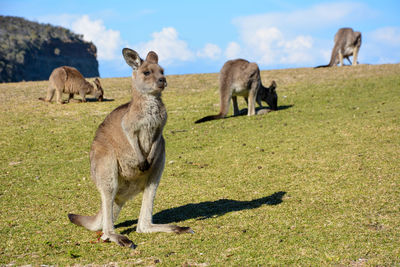 Kangaroos on field against sky 