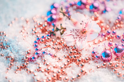 High angle view of multi colored flower on floor