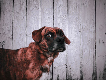 Portrait of dog against wooden fence