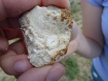 Close-up of person holding shells
