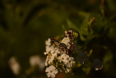 Close-up of butterfly on plant