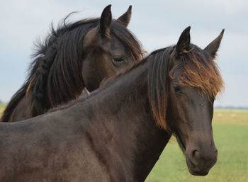 Horse standing on field against sky