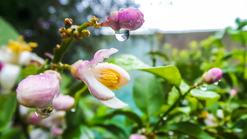 Close-up of pink flowering plant