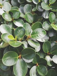 Close-up of plants