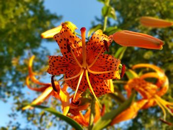 Close-up of flowers