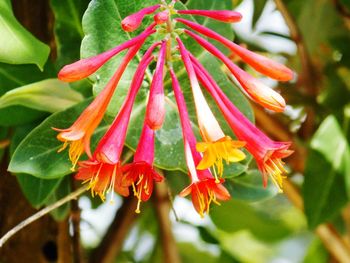 Close-up of red flowers