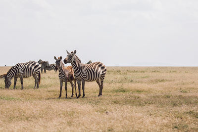 Zebra standing on field