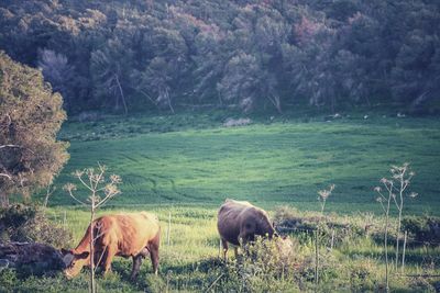 Sheep grazing on landscape