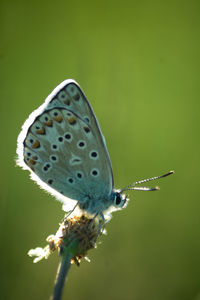 Close-up of butterfly on plant