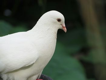 Close-up of white bird