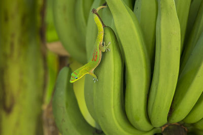 Close-up of green leaf on tree