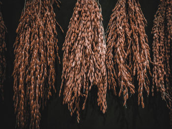 Close-up of dried for sale in market