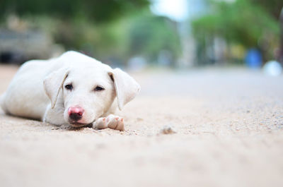 Dog relaxing on street