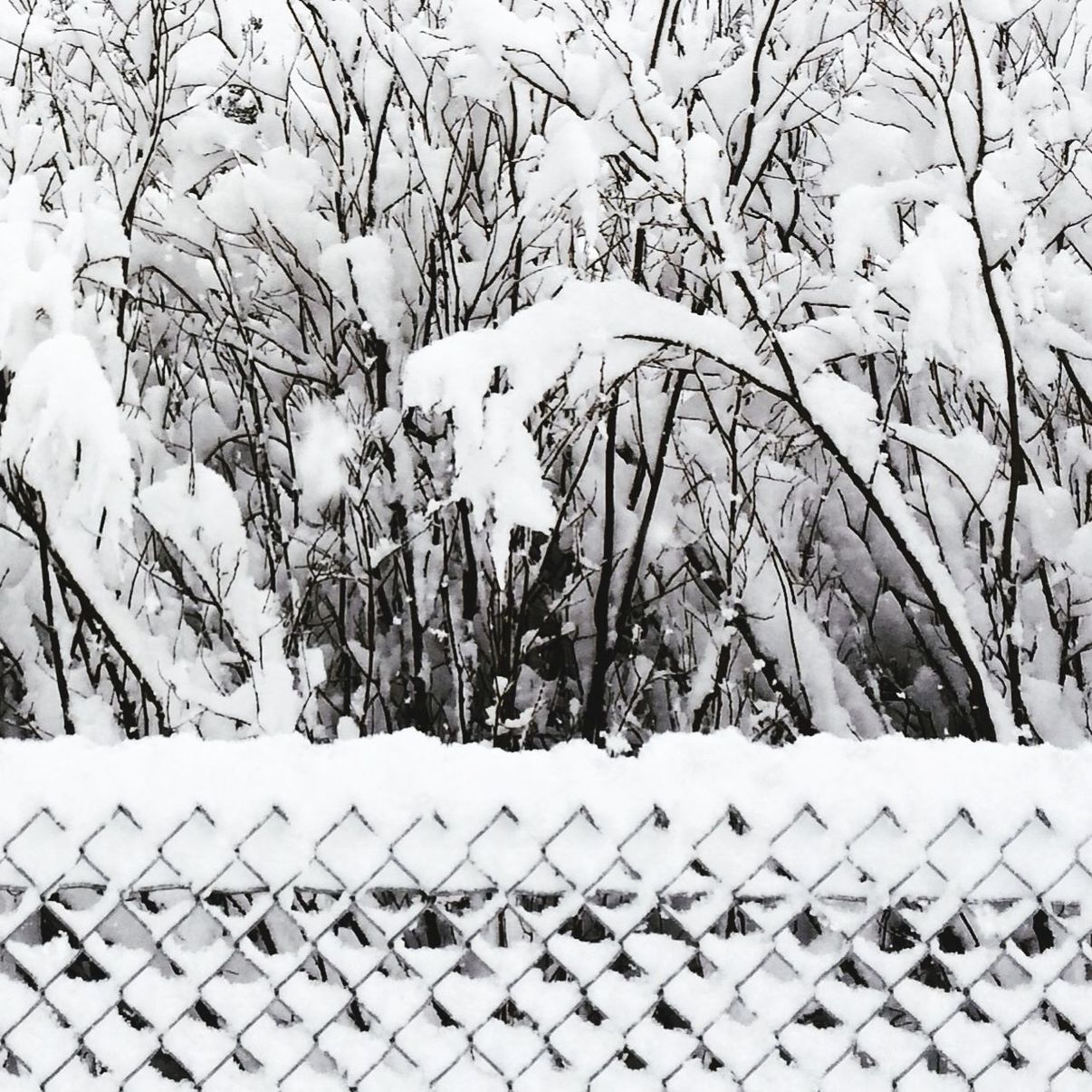 day, outdoors, no people, high angle view, nature, pattern, winter, building exterior, close-up, snow, sunlight, full frame, abundance, built structure, cold temperature, fence, white color, sky, backgrounds, tranquility