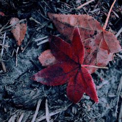 Close-up of dry maple leaf during autumn