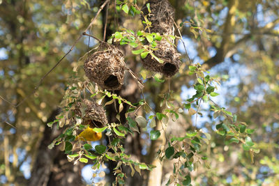 View of a bird on branch