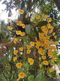 Low angle view of yellow flowering plants