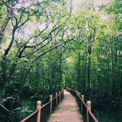 Footpath amidst trees in park