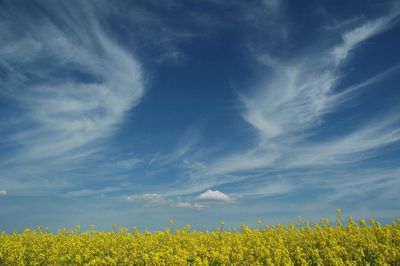 Scenic view of oilseed rape field against blue sky