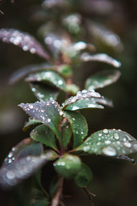 Close-up of wet plant