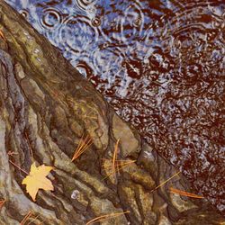 Full frame shot of turtle in water