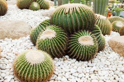 Full frame shot of plants