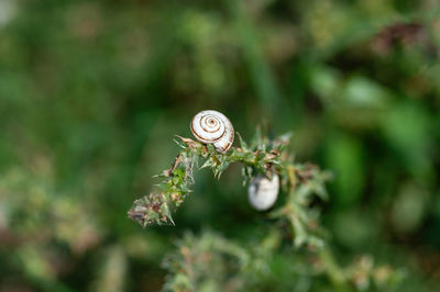 Close-up of snail on plant