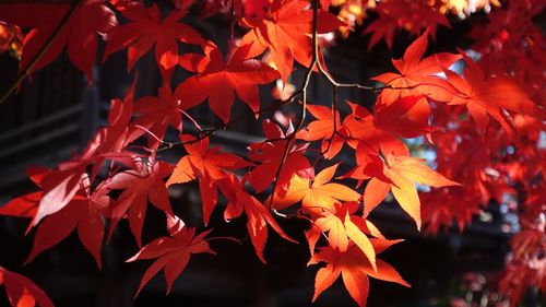 Close-up of maple leaves