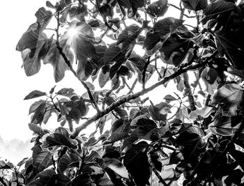 Close-up low angle view of leaves