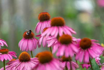 Close-up of bee pollinating on pink flower