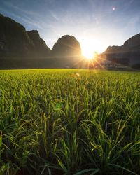 Scenic view of field against bright sun