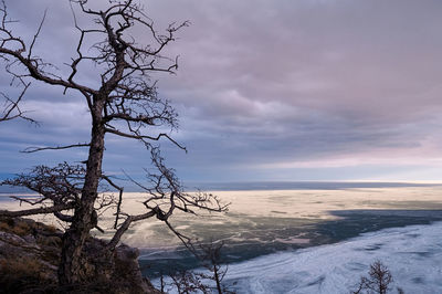 Bare tree against sky during winter