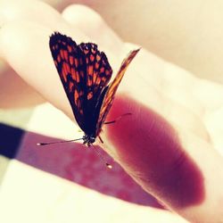insect