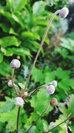 Close-up of flower buds