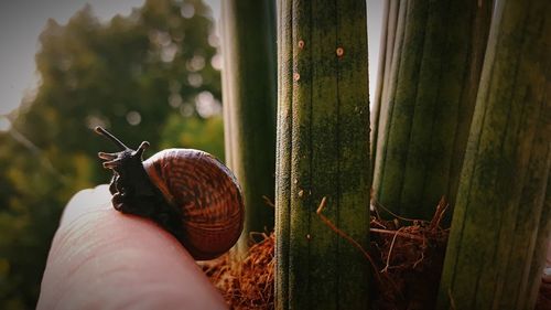 Close-up of snail on hand