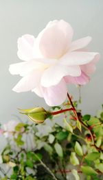 Close-up of white flowers blooming outdoors