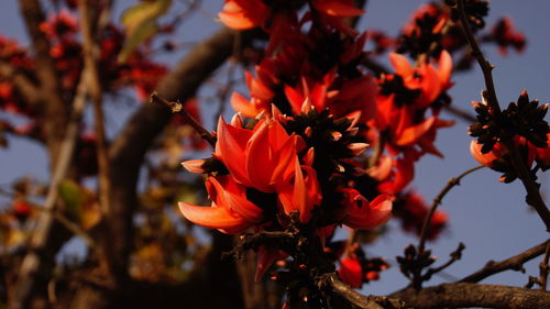 Close-up of red flowers