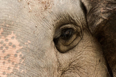 Close-up of elephant