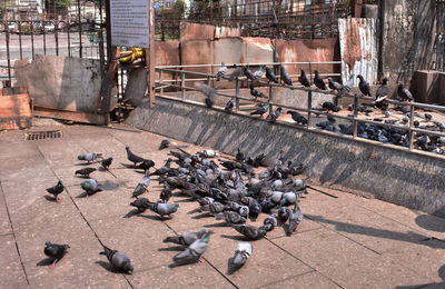 High angle view of pigeons