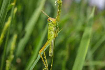  grasshopper and rice grasshopper the rice stalks green background