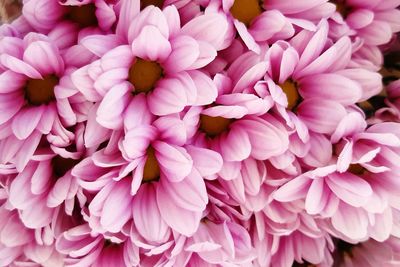 Close-up of pink dahlia