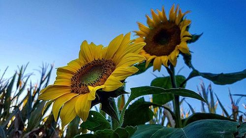 Low angle view of sunflower against clear sky